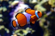A clownfish not called Nemo